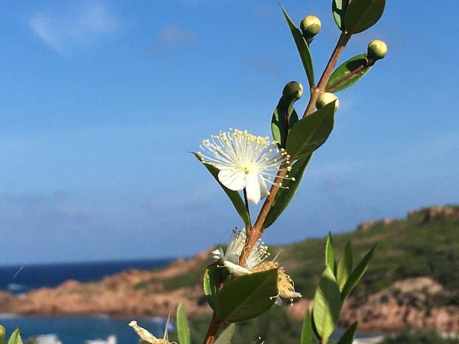 Apartamento Casa Terrazzo B1.16, Costa Paradiso, Gallura *